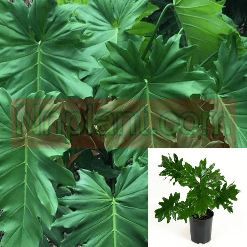 Philodendron Lacerum Plant 1 Gallon Ht7 Toothed Philodendron Plant House Live Plant Ht7 Best