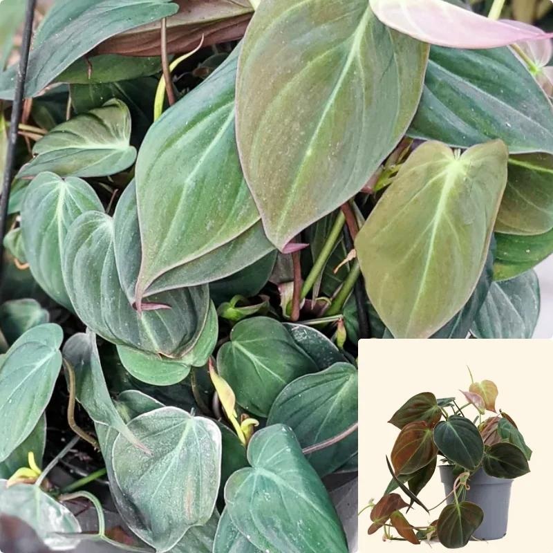 Philodendron Micans 6Inches Plant Philodendron Micans Plant House Live plant Pr7
