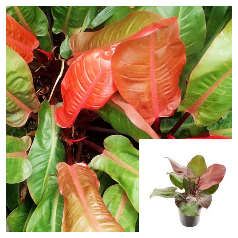 Philodendron Prince Of Orange 1 Gallon Plant Orange Prince Plant Philodendron Live Plant Ht7