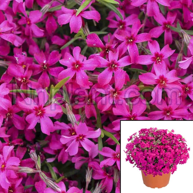 Phlox Subulata Pink 1 Gallon Creeping Moss Mountain Live Plant Mht7 Groundcover
