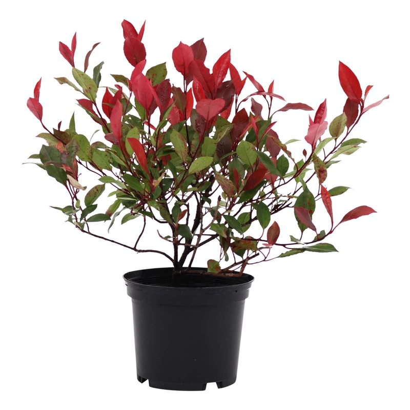 Photinia Fraseri Plant Photinia Fraseri Fraser Photinia Plant Red Tip Photinia Fraser Red Leaves Photinia Live Plant 5 Gallon Ht7 Best