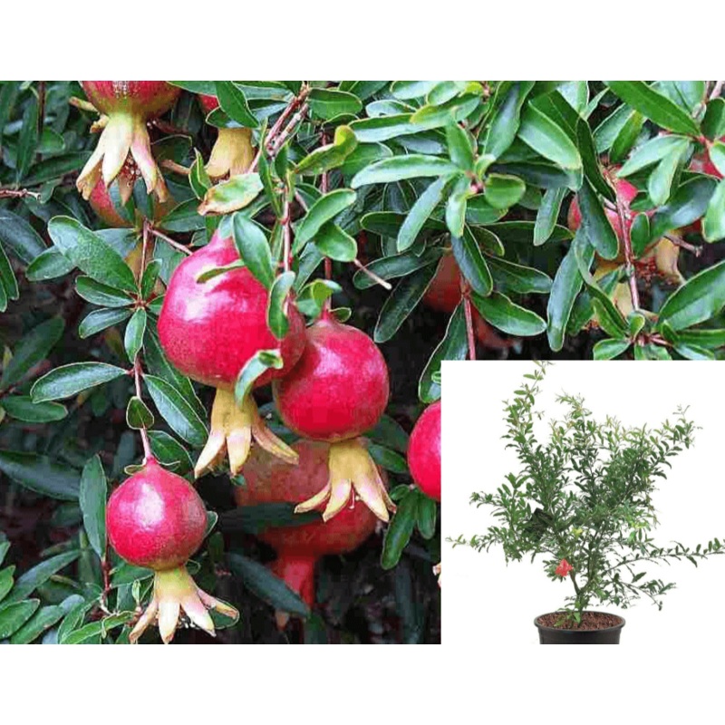 Pomegranate Eversweet Plant 5 Gunica Granatum Eversweet Fruit Tree Live Plallon Pant Best Dw7Ht7
