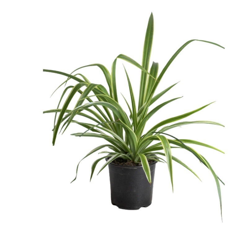 Reverse Chlorophytum Comosum  Variegated Spider Plant Variegatum Ground Grass Covering 1Q 1 Gallon Ht7