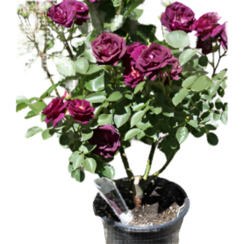 Rosa Bush Ebb Tide 5 Gallon Plant Floribunda Rose Flower Live Plant