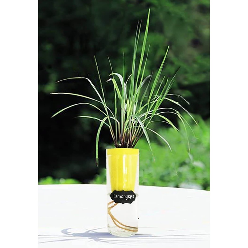 Self Watering Planters