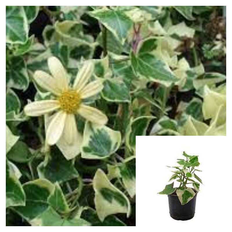 Senecio Macroglossus 4 inches pot Natal  Variegated Marguerite climbing senecio wax ivy Live Plant Ht7 best