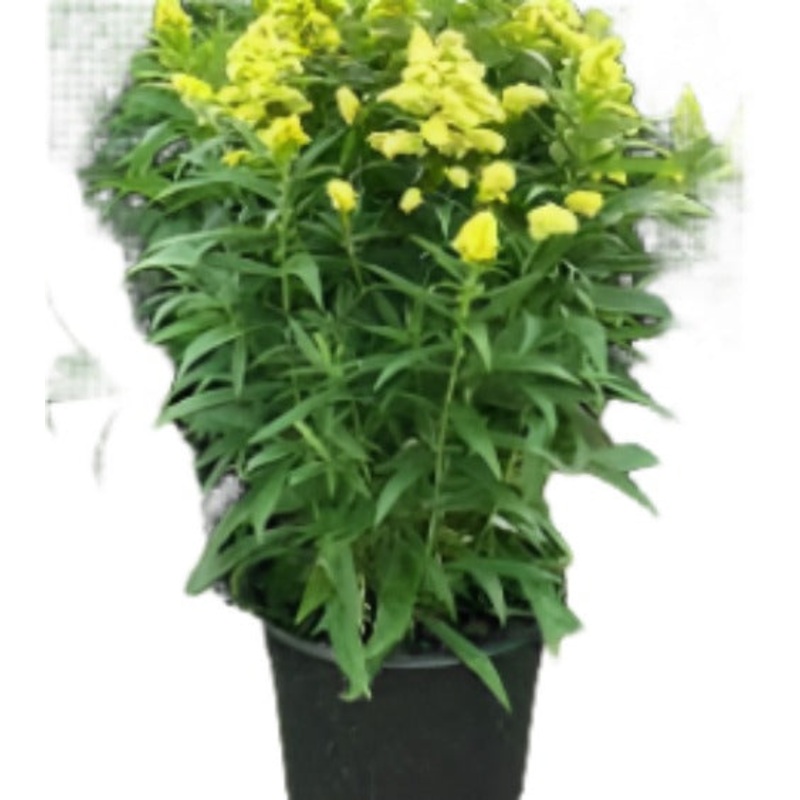 Solidago Little Lemon 1 Gallon Plant Goldenrod Yellow Flower Golden Rod Live Plant Mht7