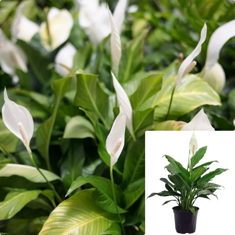 Spath Peace Lily Plant 18-28 Inches 2 Gallon Spathiphyllum Wallisii Premium Foliage Live Plant Ht7 Best