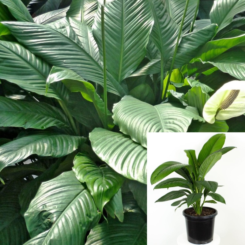 Spath Sensation Premium Plant Peace Lily Foliage Houseplant Easy 5 Gallon Ht7 Live Plant Ht7