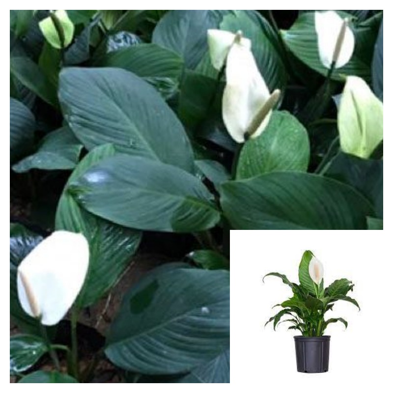 Spathiphyllum Cannifolium 1 Gallon Ht7 Plant Peace Lily Plant Spatheflower Live Pant Outdoor Best