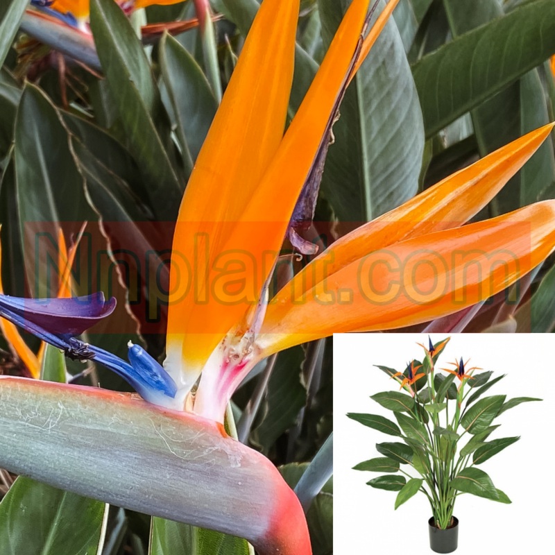 Strelitzia Reginae 5 Gallon Flower Orange Flower Bird Of Paradise Perennial Plant Flower Live Plant Ht7 Best