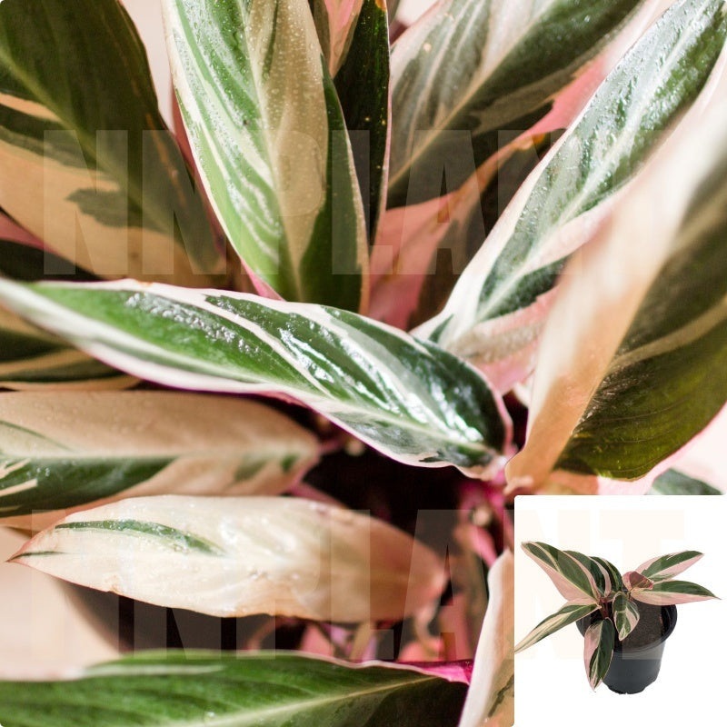 Stromanthe Triostar 6Inches Plant Never Never Plant Tropical Perennial Live Plant Ht7