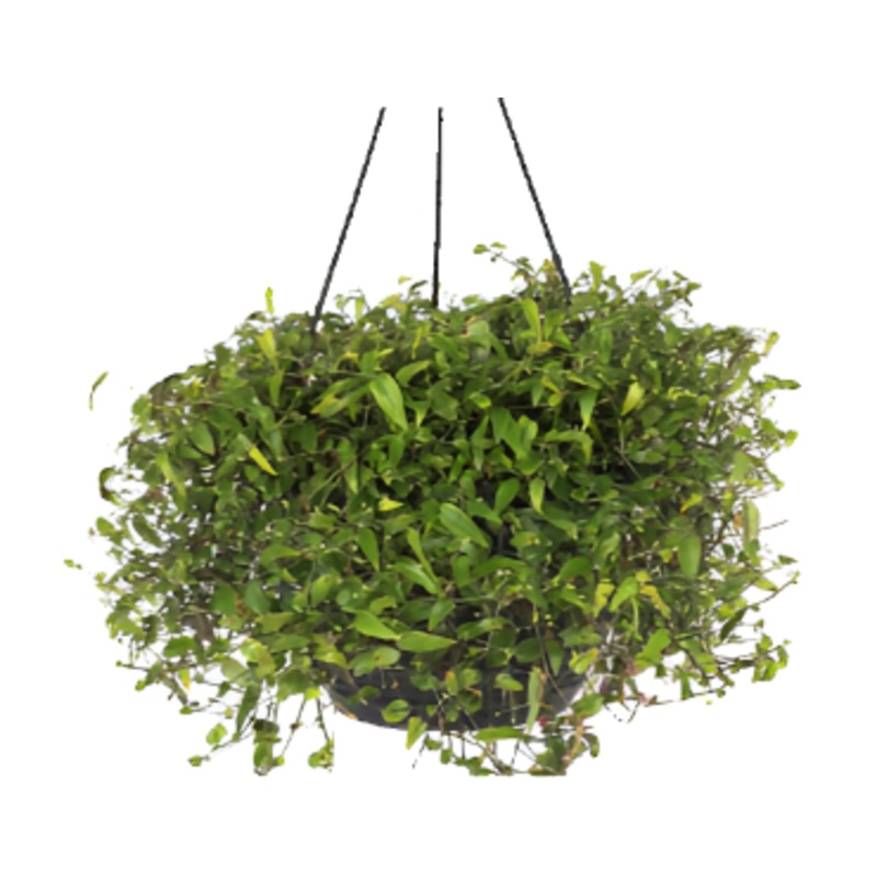 Tahitian Bridal Veil Plant 6Inches Pot Gibasis Geniculata Plant Hanging Live white flower
