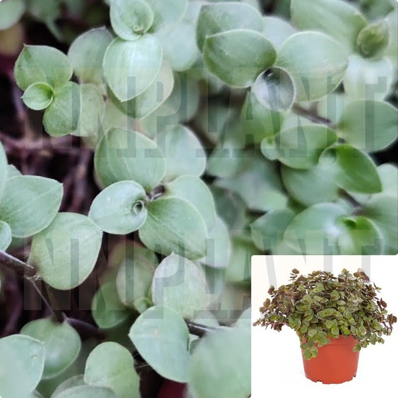Tradescantia Bridal Veil Plant Bolivian Jew 2 Gallon Pot Indoor Houses Air Purifying Vine Live Plant Ht7