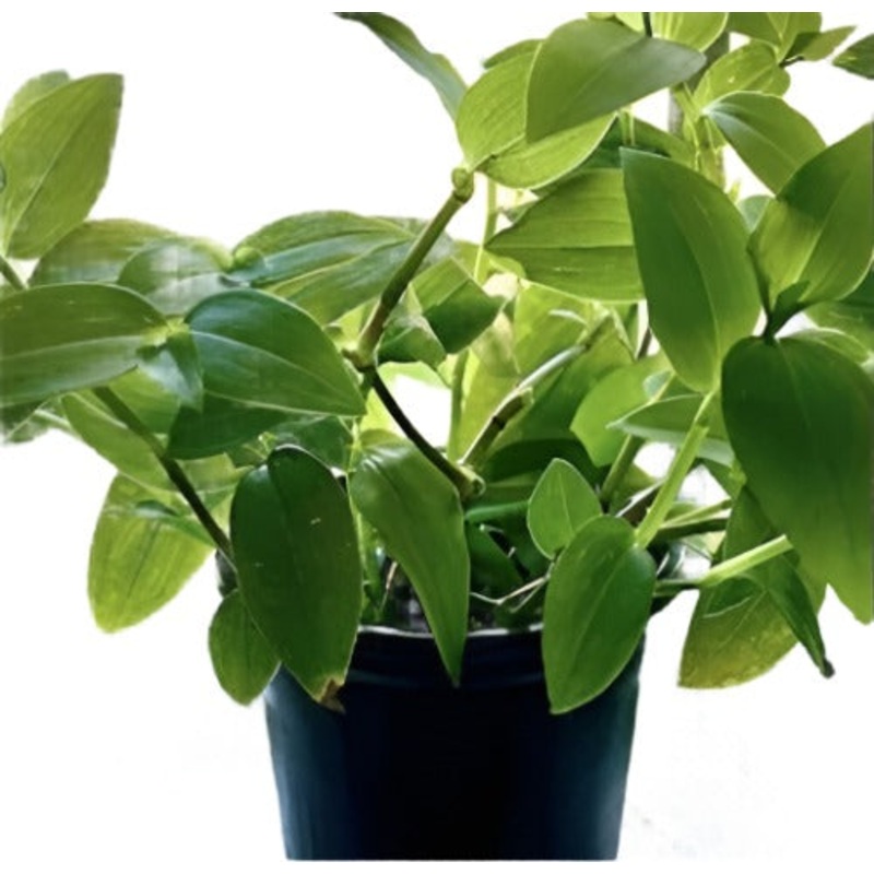 Tradescantia Fluminensis Green Wandering Jew Small Leaf White Flower Spiderwort 6Inches Pot Live Plant Ht7