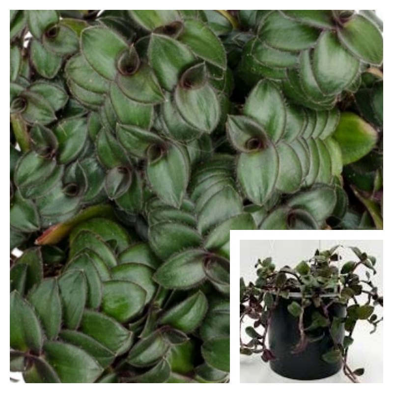 Tradescantia Hijau Baru 6Inches Plant Spiderwort Wandering Jew Live Plant Ht7