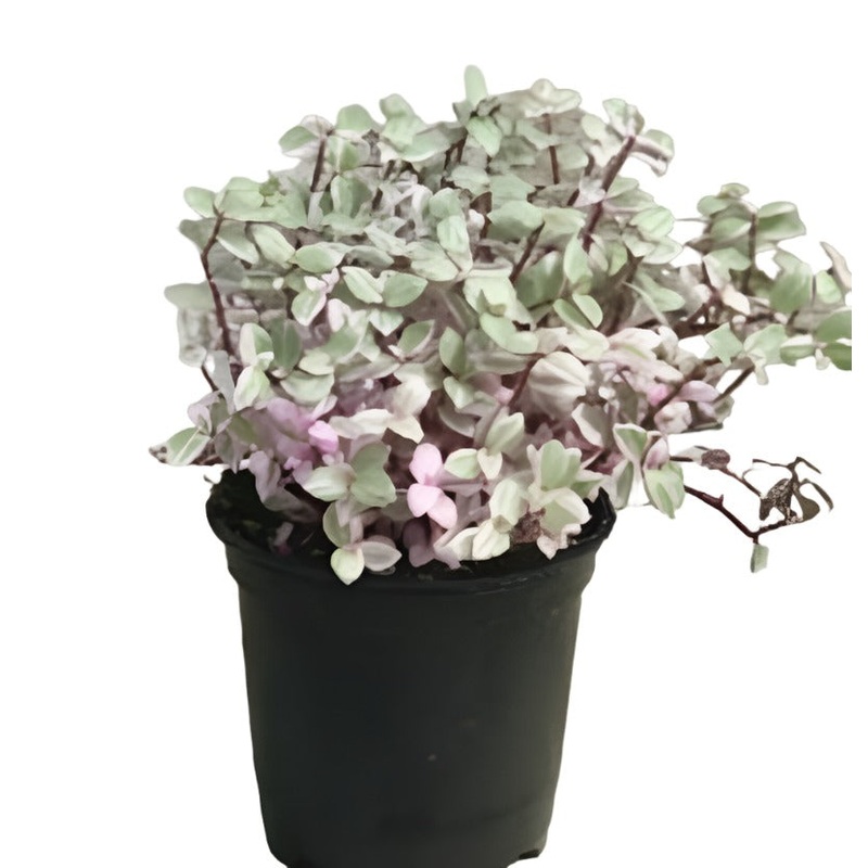 Tradescantia Pink Panther Plant 6Inches Callisia Repens Pink Lady House Live Plant Best
