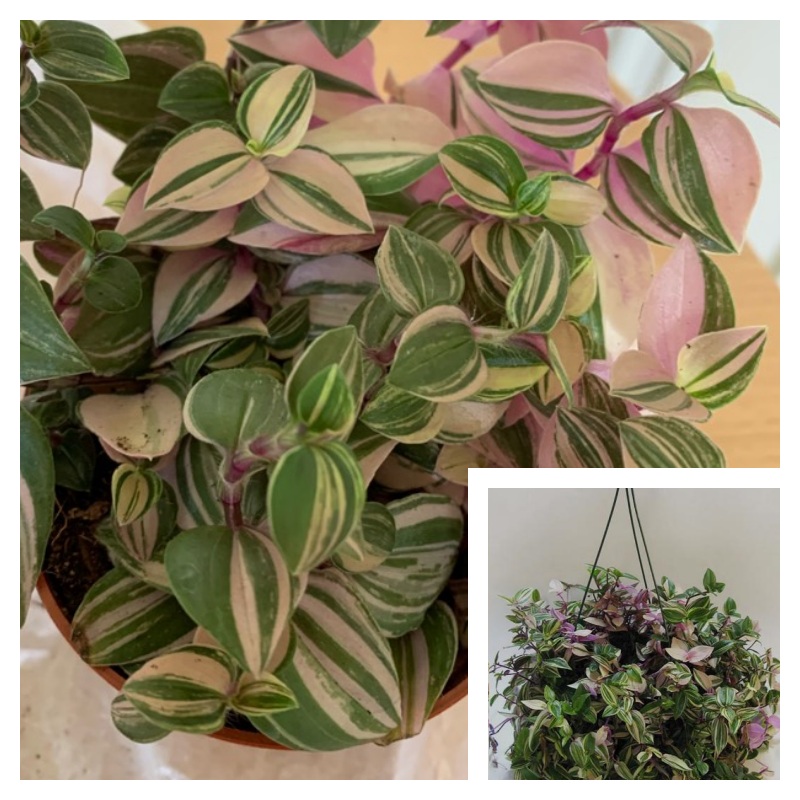 Tradescantia Quadricolor Plant 4inches Pot Tradescantia Pink Fluminensis Quadricolor Plant Hanging Foliage Live Plant