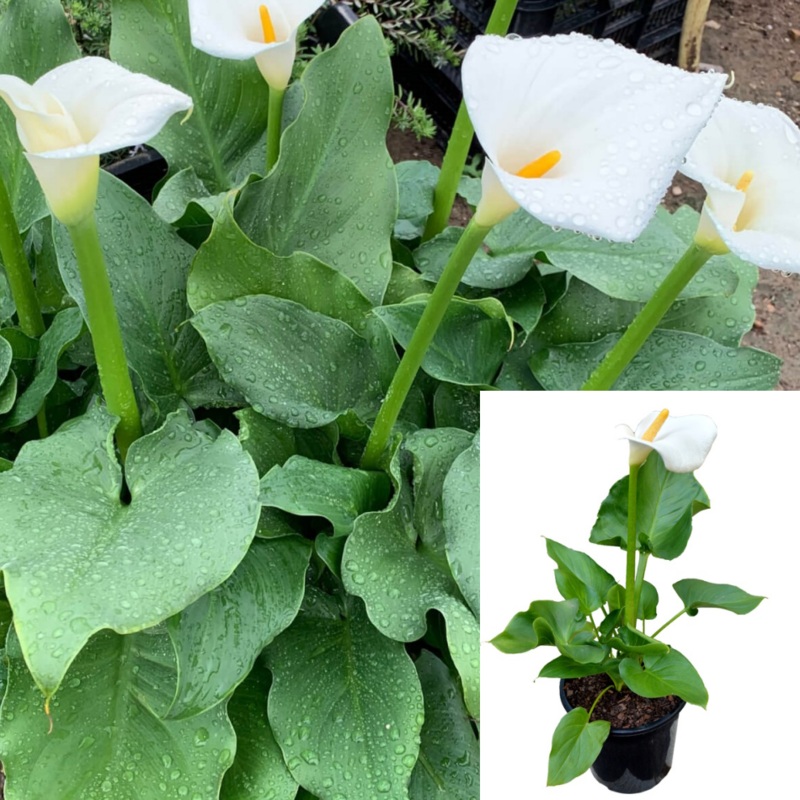 Zantedeschia Aethiopica Plant Best Common Calla White Florist Calla Lily Flower Live Plant 2Gmht7 5 Gallon
