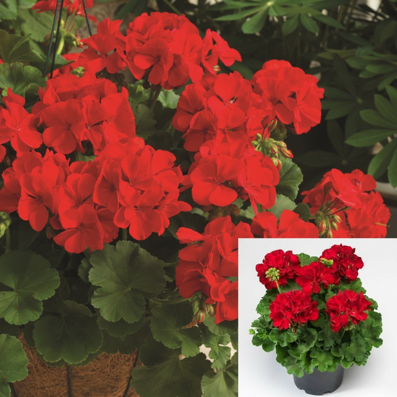 Zonal Geranium Red 4inches Plant Pelargonium Calliope Crane s bill Geranium Live Plant Ht7