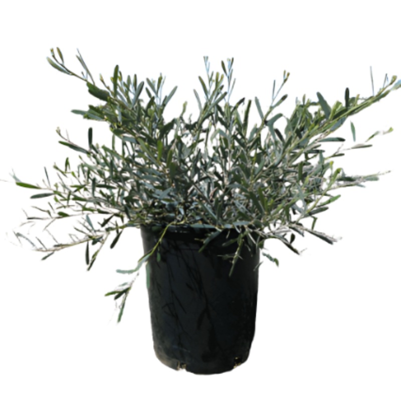 Acacia Redolens Low Boy 1 Gallon Redolens Prostrate Plant Bank Catclaw Fr7
