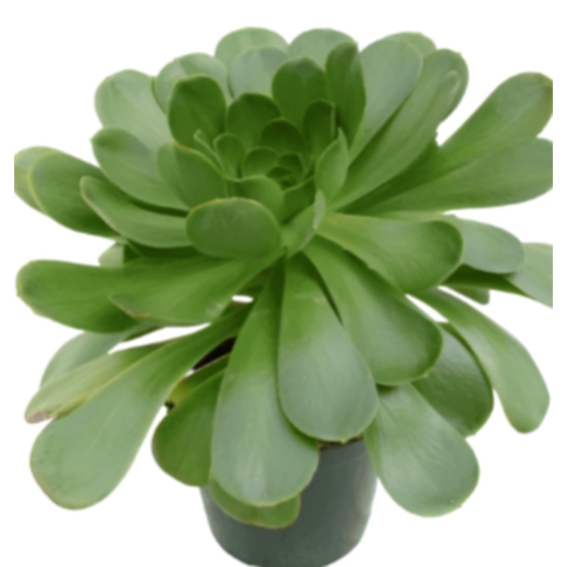Aeonium Cuneatum Agavaceae Succulent Drought Tolerant 4Inches Pot Houseplant Succulent Drought Tolerant Live Plant Ht7 Best