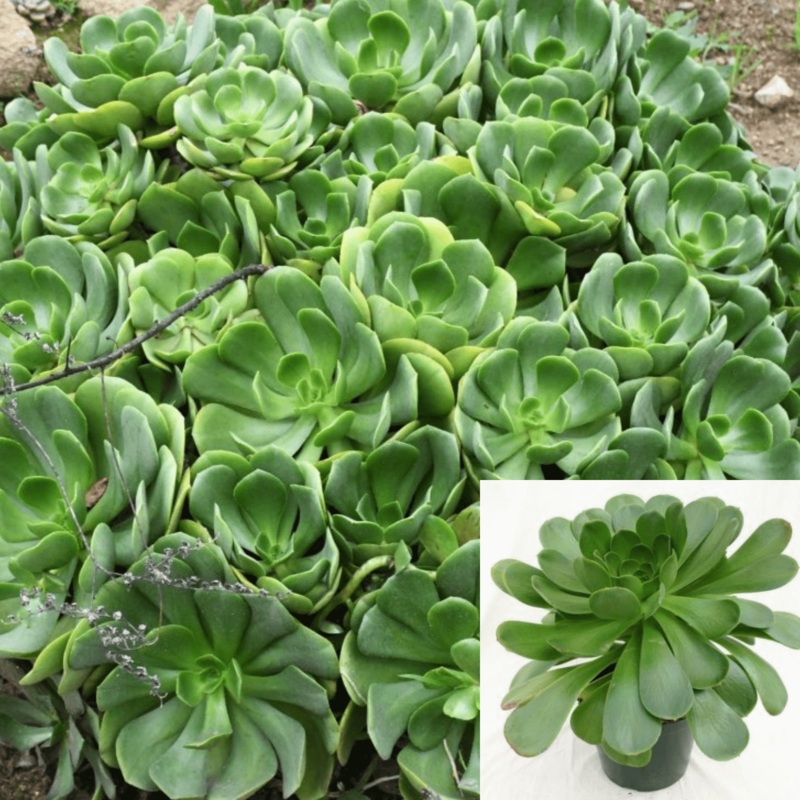 Aeonium Glutinosum Plant 1 Gallon Pot Virgin Ravine Aeonium Plant Succulent Drought Tolerant Live Plant Onsale Ht7 Best