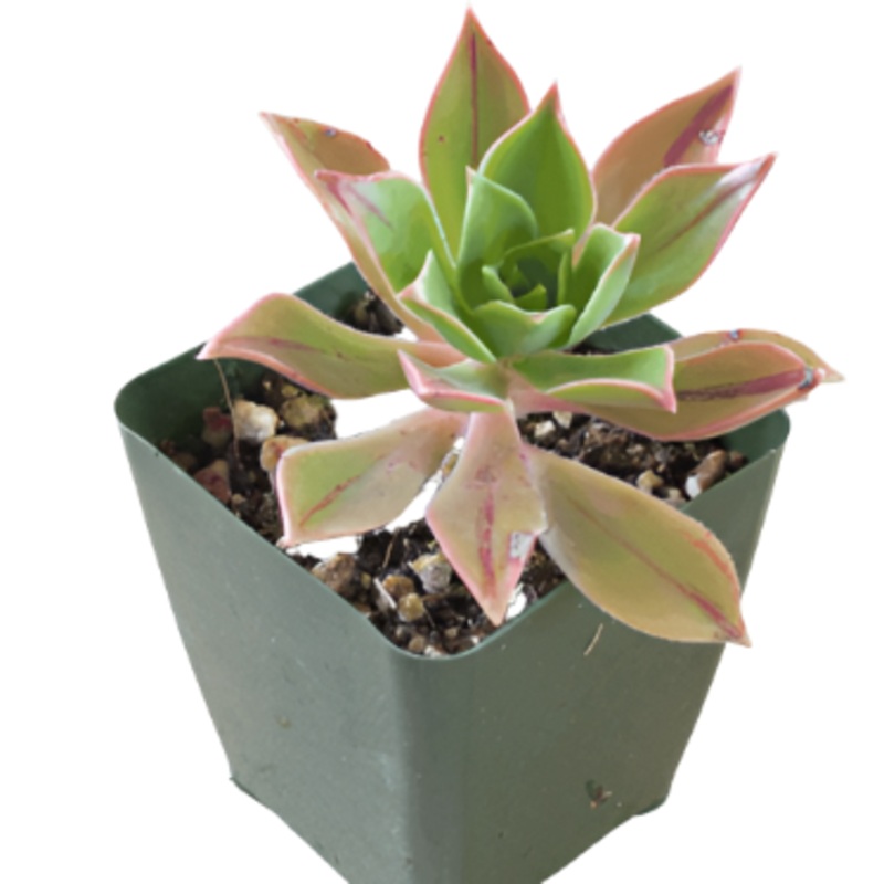 Aeonium Leucoblepharum Agavaceae Drought Tolerant 4Inches Green Black Rose Pot Houseplant Succulent Drought To