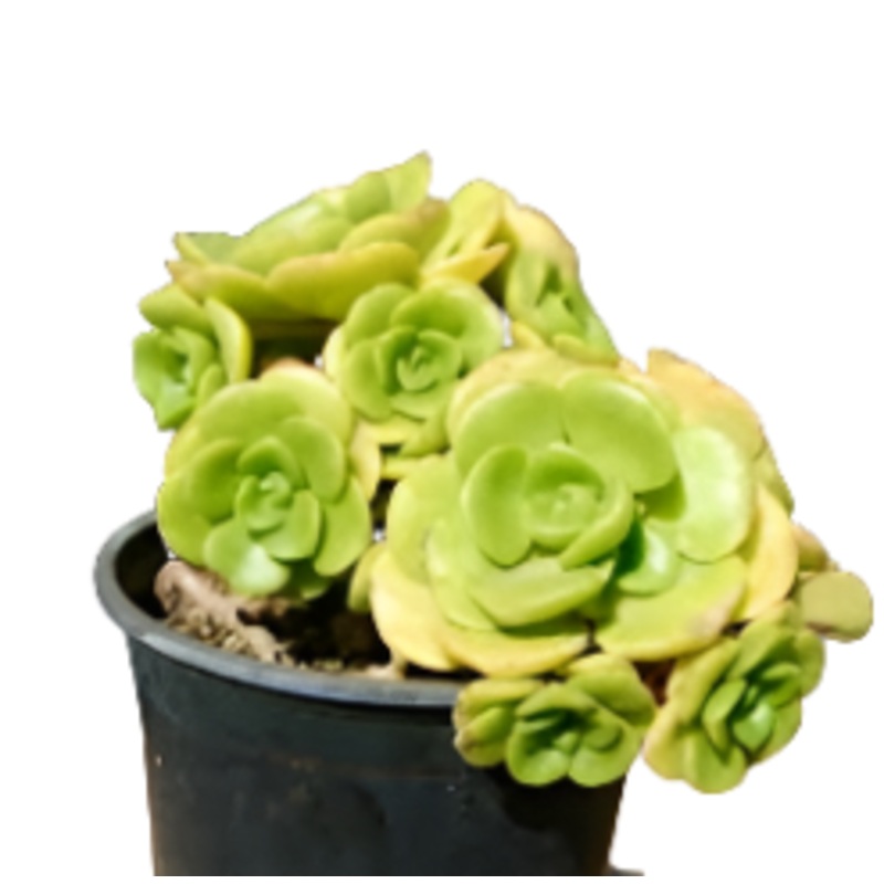 Aeonium Lily Pad 1 Gallon Ht7 Rosette Succulent Crassulaceae Compton Carousel Live Plant Ht7