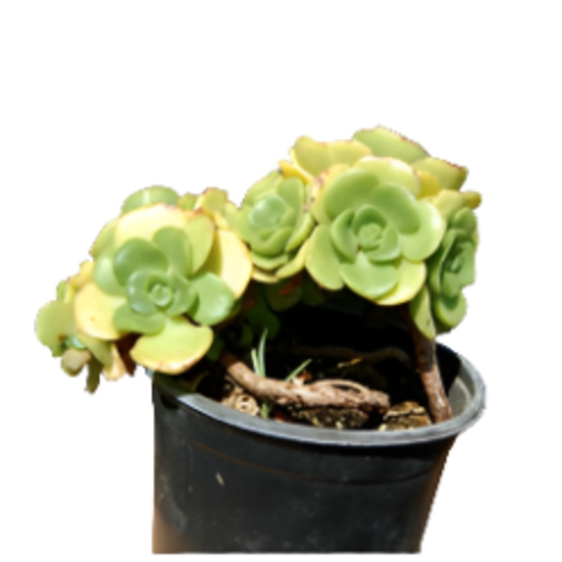 Aeonium Lily Pad 4Inches Rosette Succulent Crassulaceae Compton Carousel Live Plant Ht7