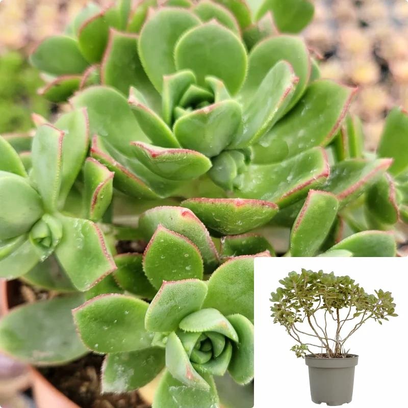 Aeonium Pinwheel Plant 1 Gallon Pot Aeonium Haworthii Pinwheel Plant Succulent Drought Tolerant Live Plant Ht7 Best