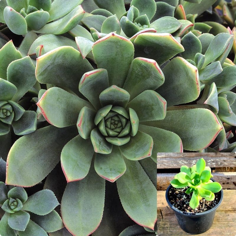 Aeonium Pinwheel Plant 4Inches Pot Aeonium Haworthii Pinwheel Plant Succulent Drought Tolerant Live Plant Ht7 Best