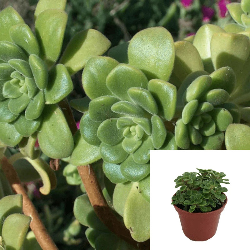 Aeonium Simsiisch Agavaceae Succulent Drought Tolerant 4Inches Pot Houseplant Succulent Drought Tolerant Live Plant Ht7