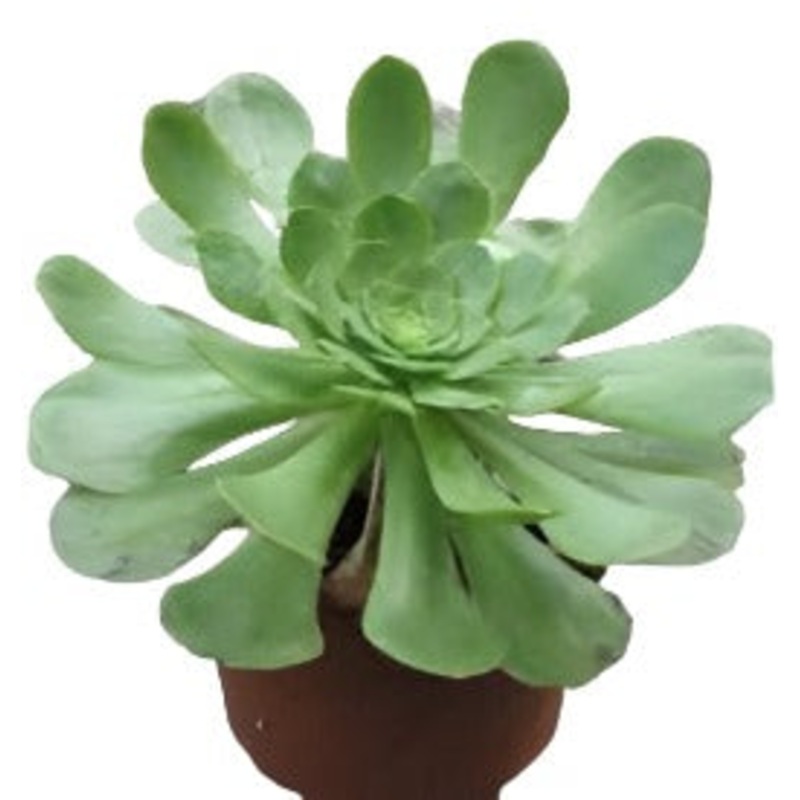 Aeonium Urbicum Plant 4Inches Salad Bowl Saucer Plant Succulent Drought Tolerant Drought Tolerant Ht7 Best