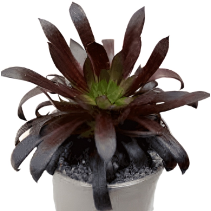 Aeonium Xlogan Rock Agavaceae Succulent Drought Tolerant 4Inches Pot Houseplant Succulent Drought Tolerant Live Plant Ht