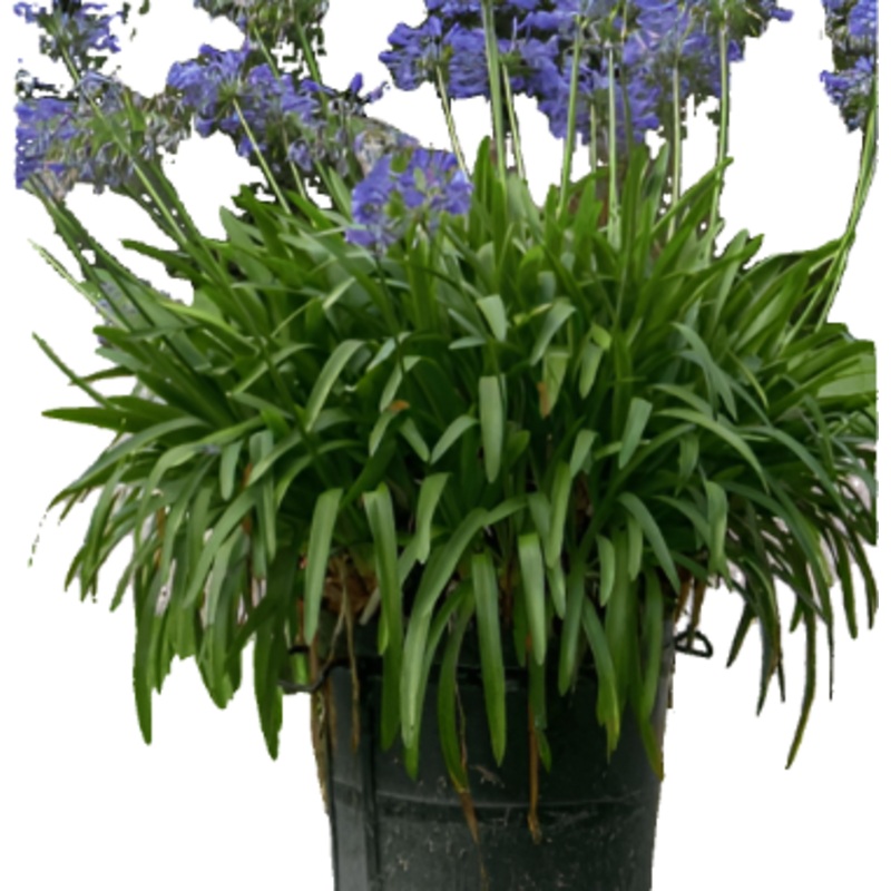 Agapanthus Africanus 1 Gallon Agapanthus Africanus Africanus Blue African Lily Flower Live Plant Ht7