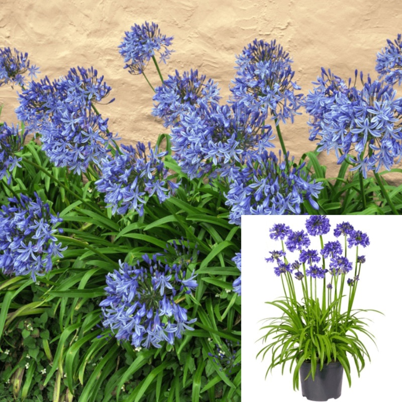 Agapanthus Africanus Deja Sky Blue Plant Lily Of The Nile 5 Gallon A Live Plant Fr7