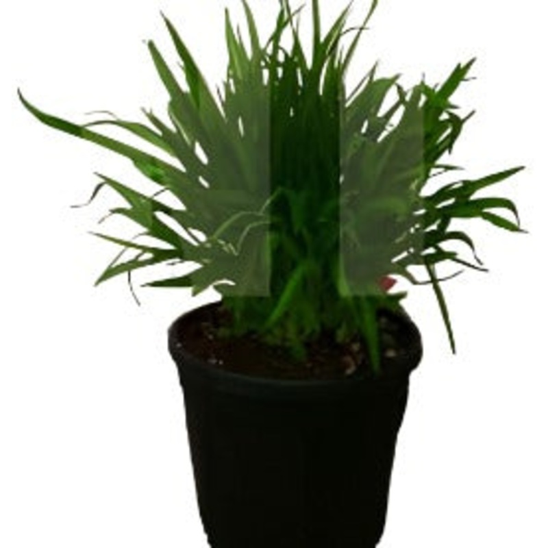 Agapanthus Africanus Peter Pan Plant Dwarf Blue Lily 1 Gallon Live Plant Fr7