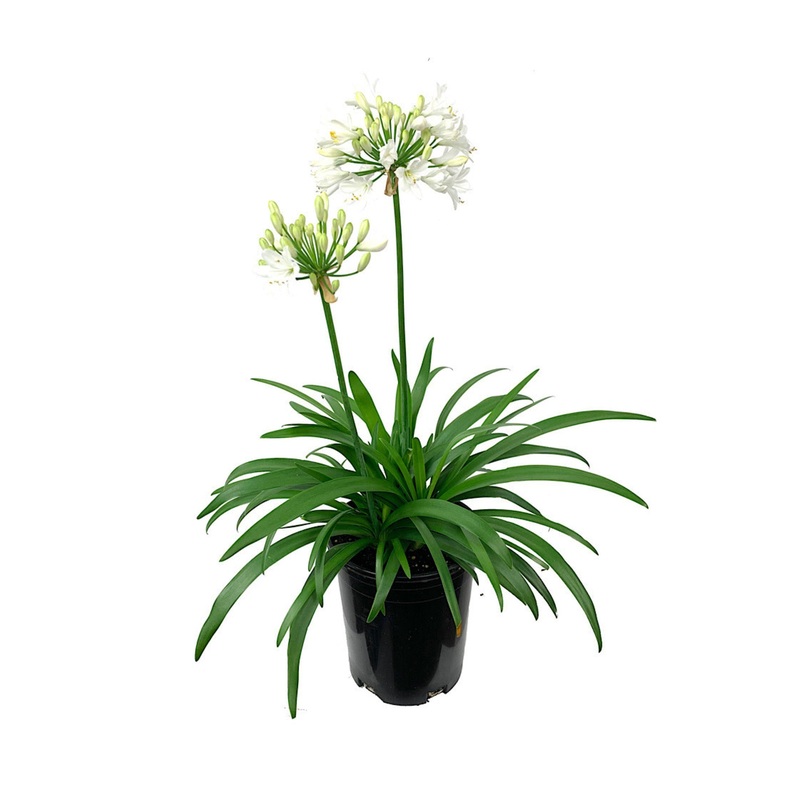 Agapanthus Africanus White 5 Gallon Plant African Lily Of Nile Live Plant