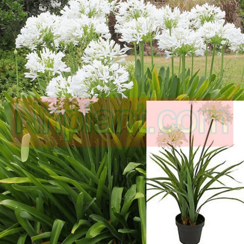 Agapanthus Africanus White Plant African Lily 5 Gallon Alba Live Plant Fr7