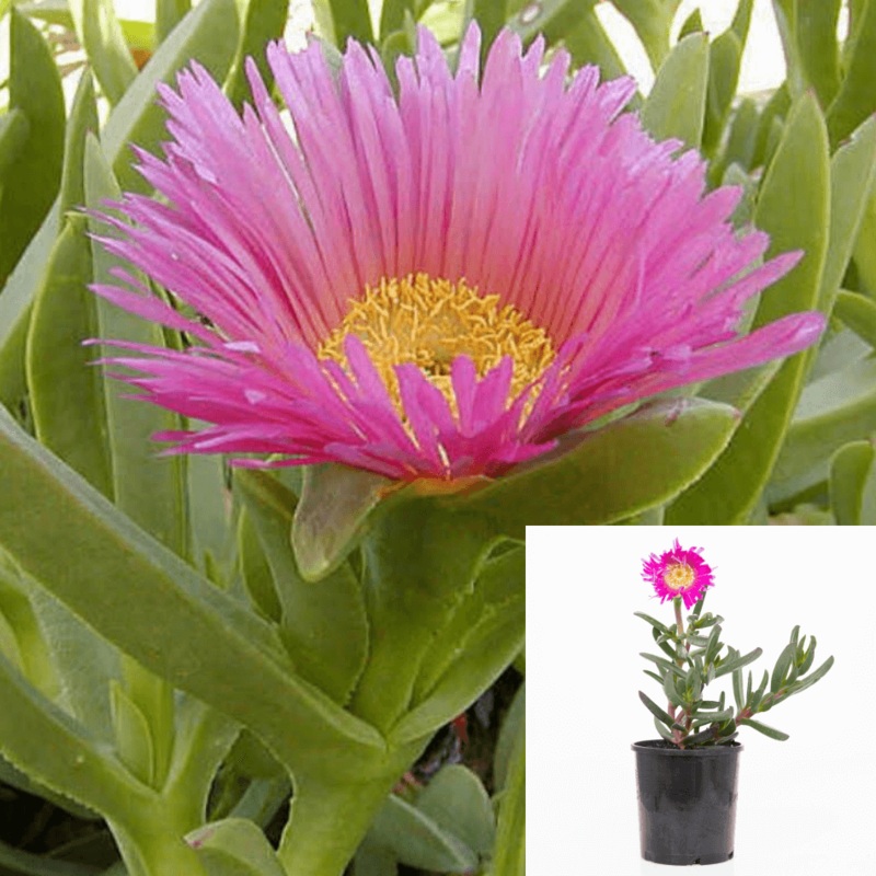 Agavaceae Carpobrotus Chilensis Agavaceae Succulent Drought Tolerant Pink 4Inches Pot ground covering Live plant