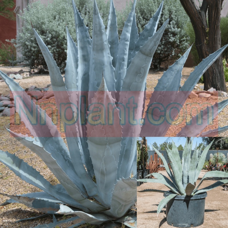 Agave Americana Blue Plant 1 Gallon Century Plant Sky Blue American Aloe Plant Succulent Live Plant Ht7