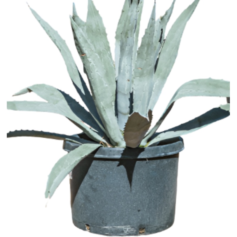 Agave Americana Blue Plant 4Inches Century Sky American Aloe Succulent Live Plant Ht7 best