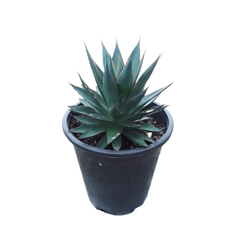 Agave Blue Glow 5 Gallon Shaka Zulu Live Plant Outdoor