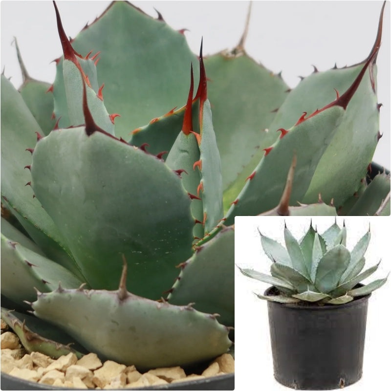 Agave Parryi 5 Gallon  Agave Parryi Parrys Agave Mescal Agave Succulent Live Plant
