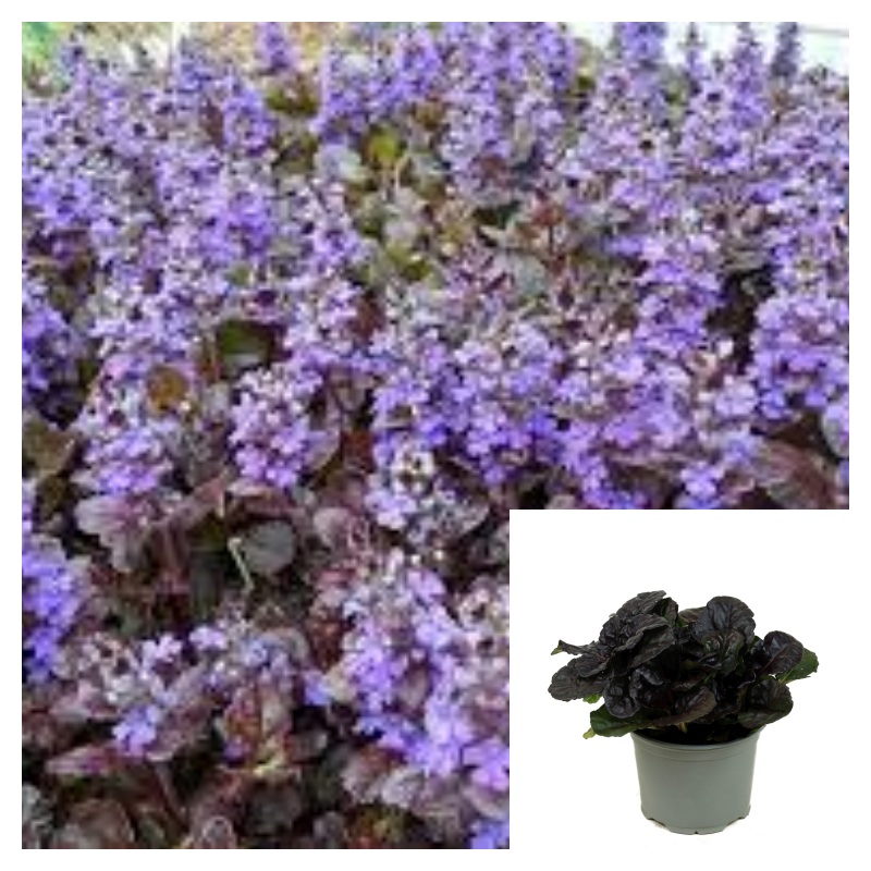 Ajuga Black Scallop Blue Black 4Inches Plant Reptans Scallop Perennial ground cover best ht7