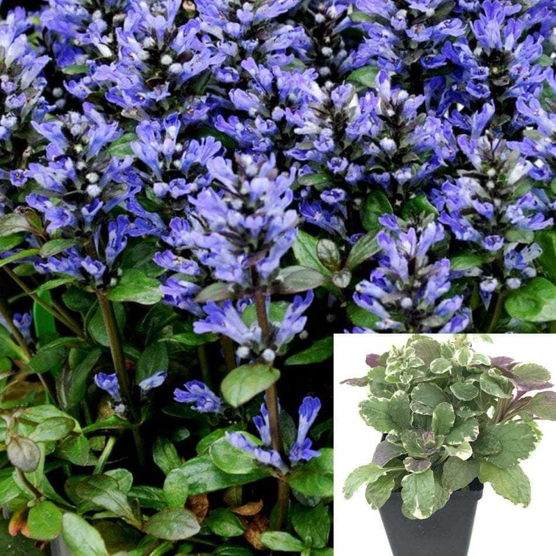 Ajuga Carpet Bugleweed Plant Blue Ajuga Catlins Giant 1 Gallon Live Plant Onsale Best Ht7 Best