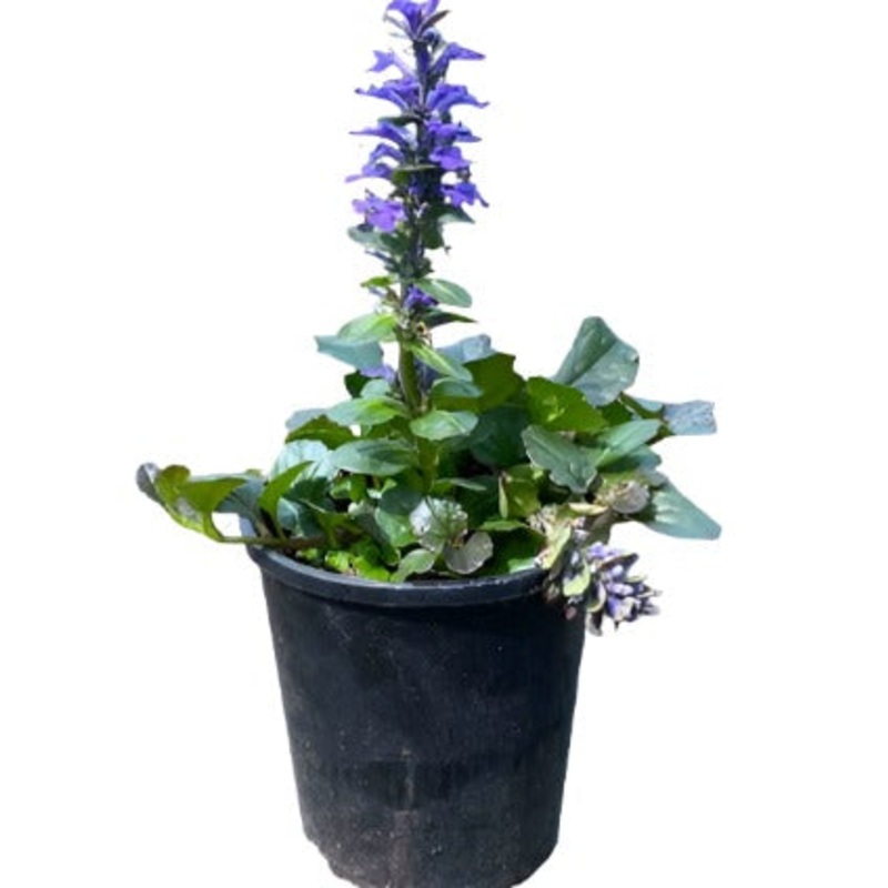 Ajuga Catlins Giant 1 Gallon Ajuga Carpet Bugleweed Plant Blue Ajuga Catlins Giant Live Plant Ht7