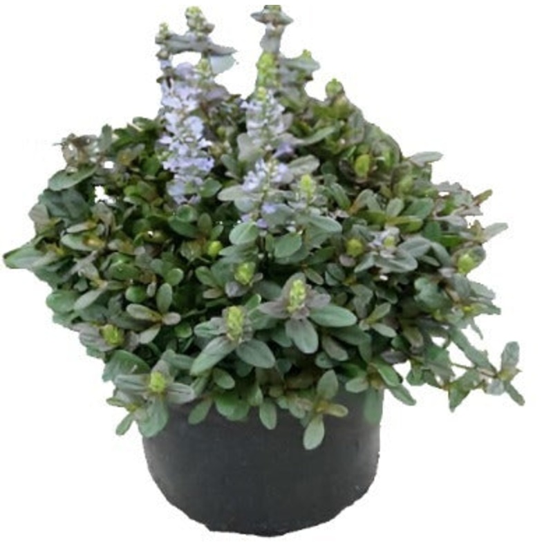 Ajuga Chocolate Chip Live Plant 4 Inches Pot Bugleweed Live Plant Ajuga Carpet Bugle Burg Mht7