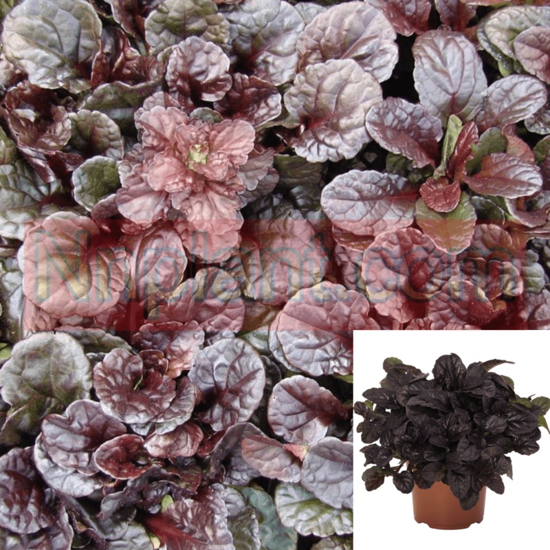 Ajuga Reptans Mahogany Plant Bugleweed Herbaceous 1 Gallon Pot Groundcover Mht7